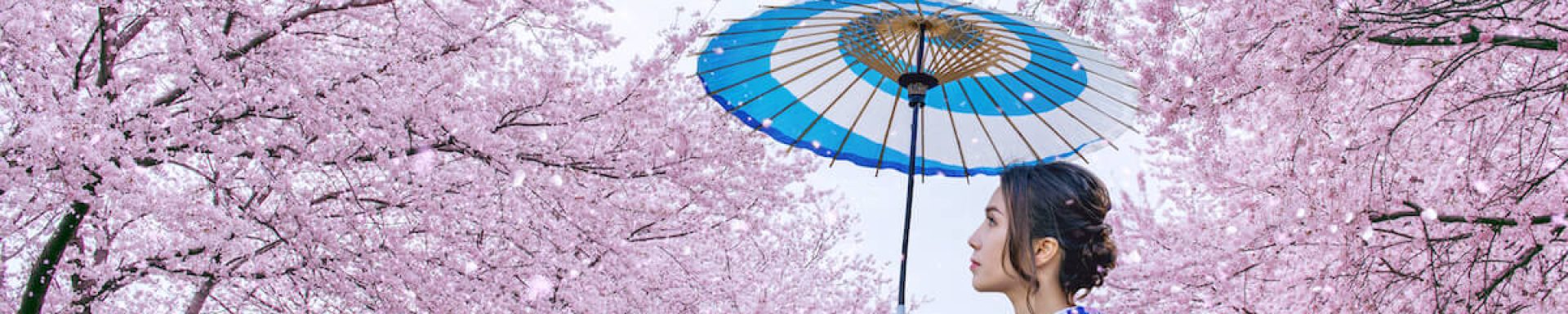 flor del cerezo en Japón