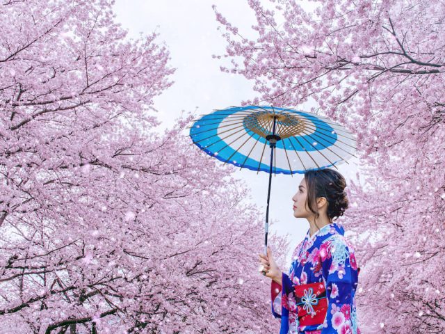 flor del cerezo en Japón